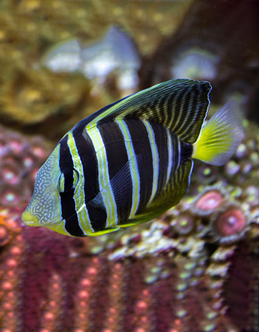 Sailfin Tang