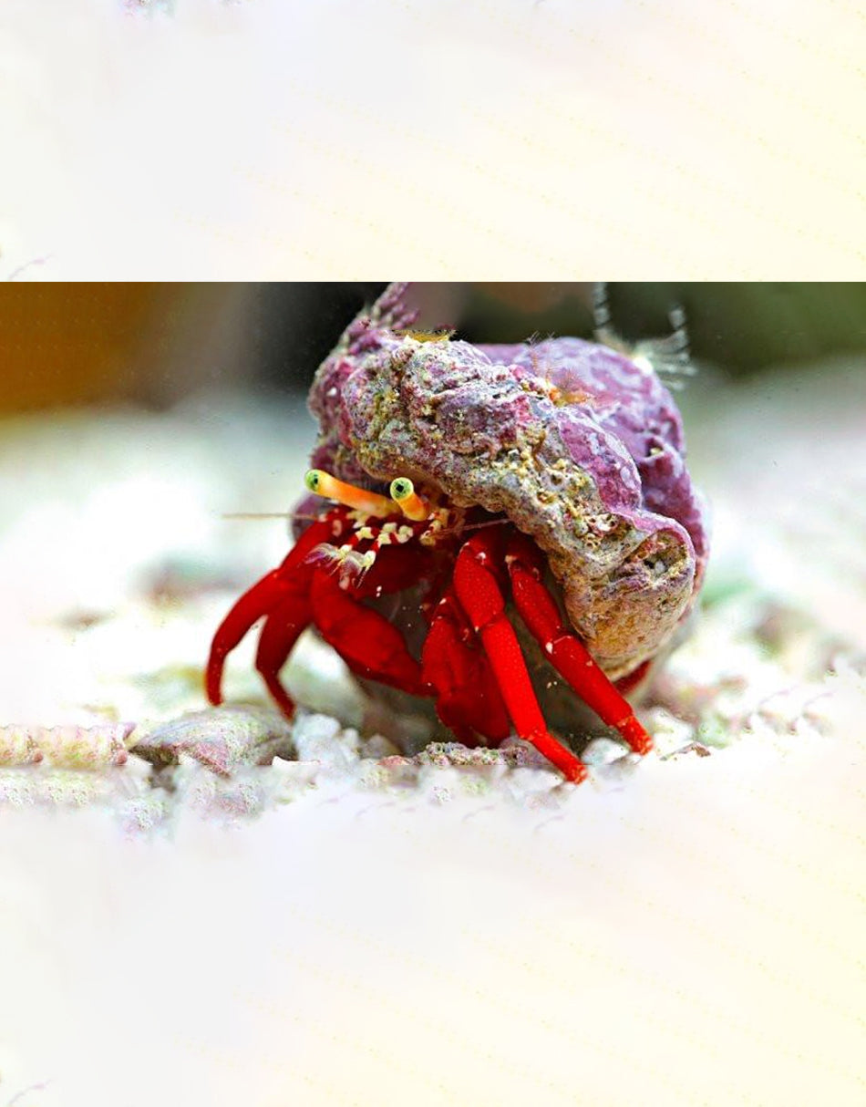 Scarlet Red Leg Hermit Crab