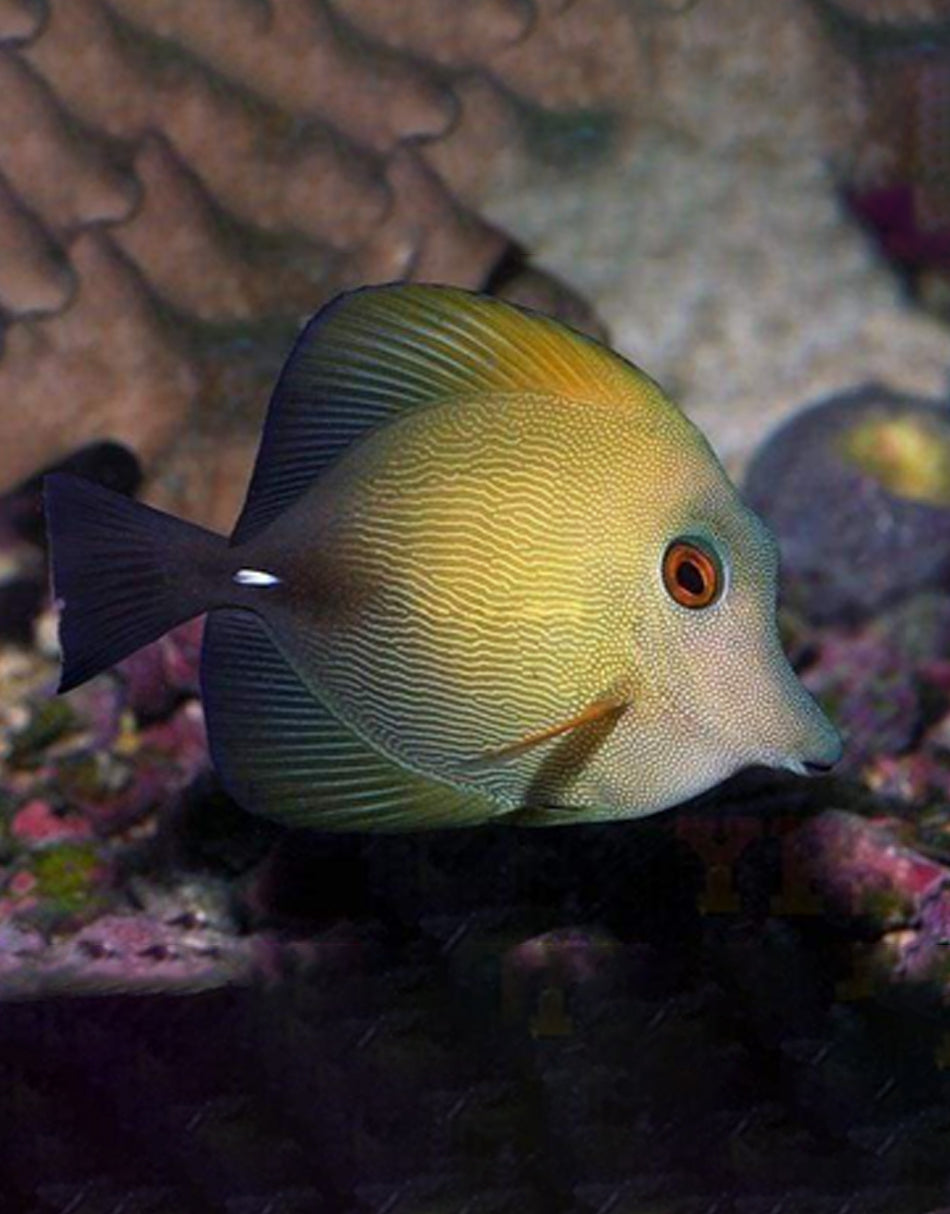 Scopas Tang – JK-Fish