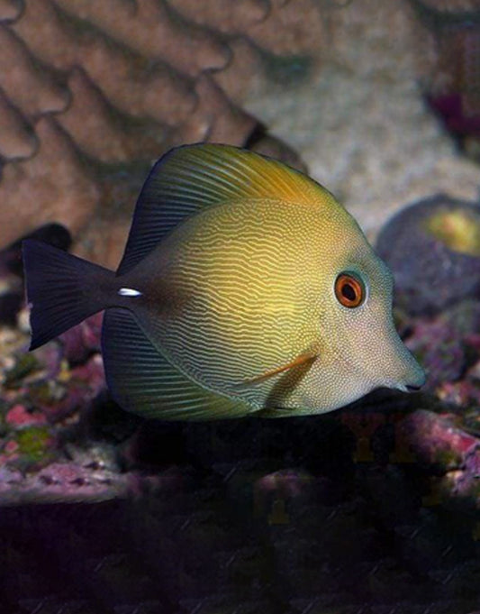 Scopas Tang
