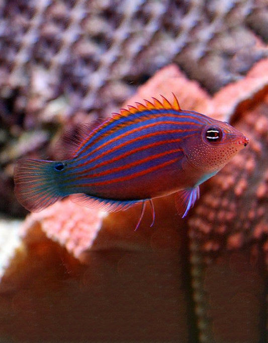 Six Line Wrasse