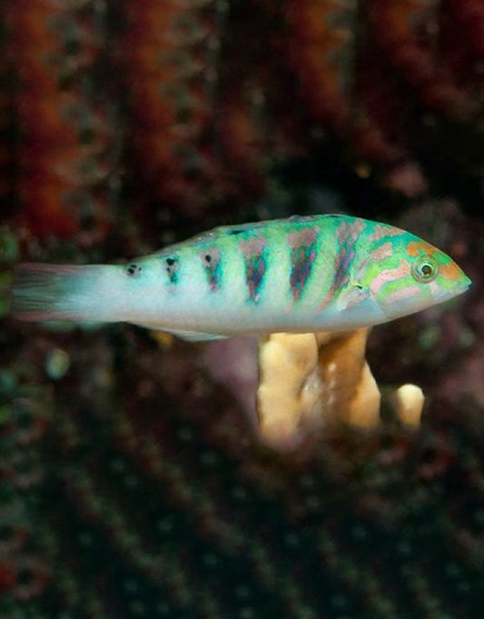 Sixbar Wrasse