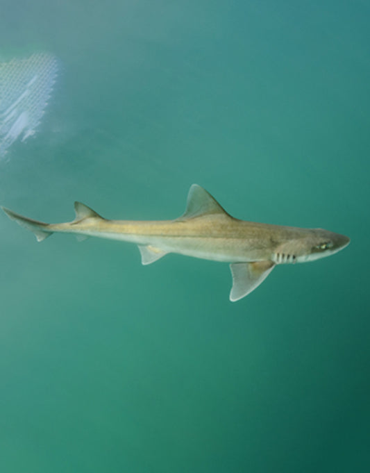 Smooth Hound Shark