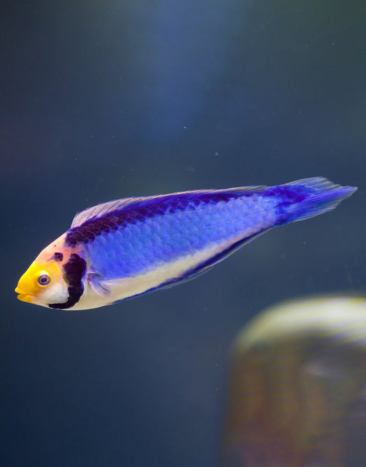 Solorensis Wrasse