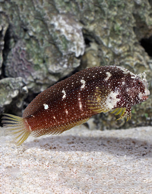 Starry Blenny