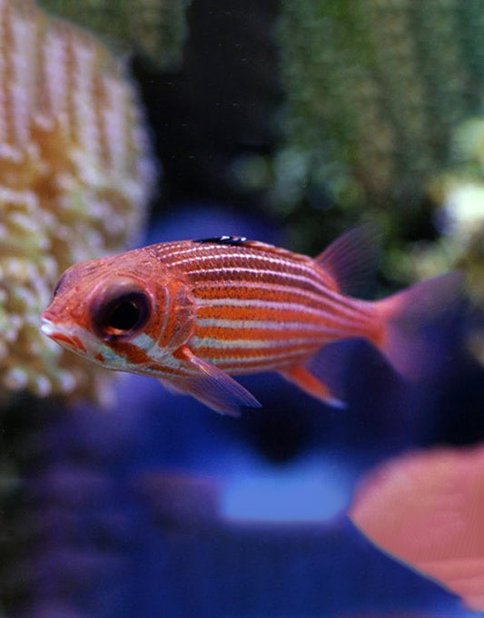 Striped Squirrelfish