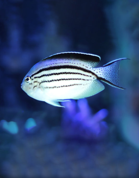 Swallow Lamarck Angelfish