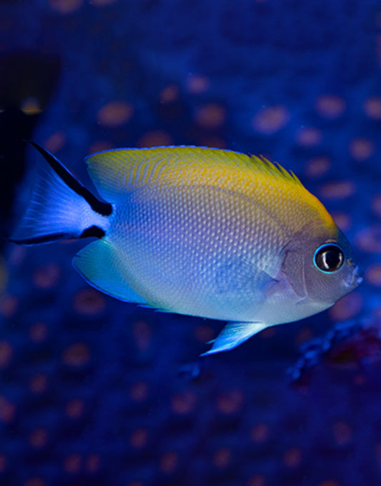Swallow Yellow Angelfish