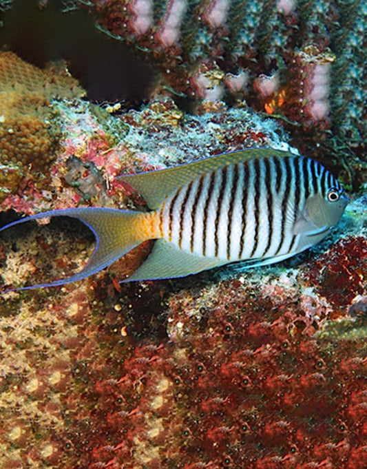 Swallow Zebra Angelfish