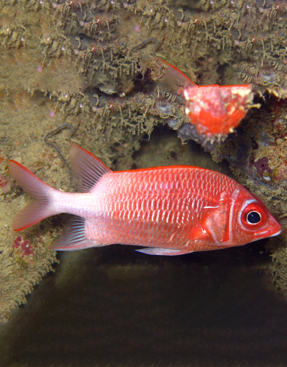 Tahitian Squirrelfish