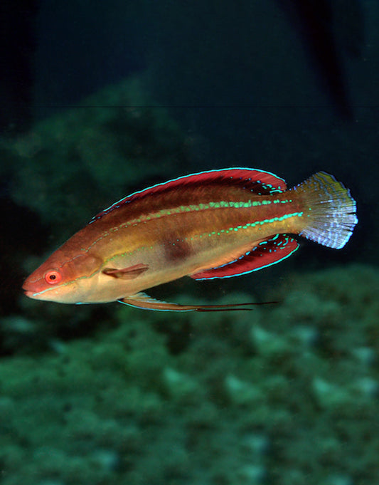 Temminck's wrasse