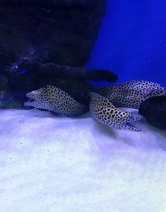Tesselata Moray Eel