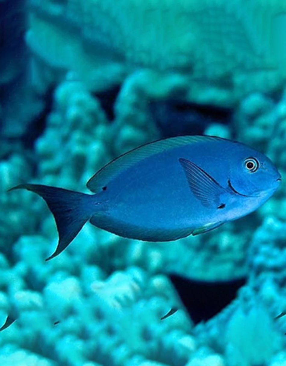 Thompson’s Tang – JK-Fish