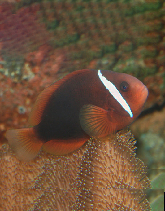 Tomato Clownfish