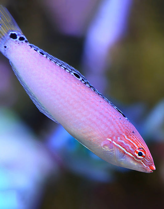Triple Spot Wrasse