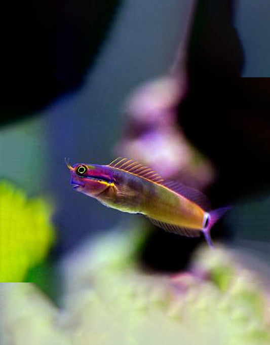 Twin Spot Blenny