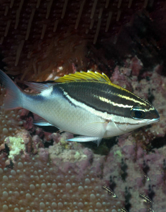 Two-Lined Monocle Bream