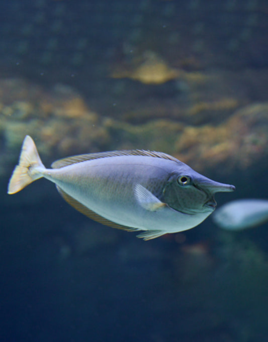 Unicorn Tang