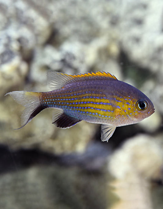 Vanderbilt Chromis