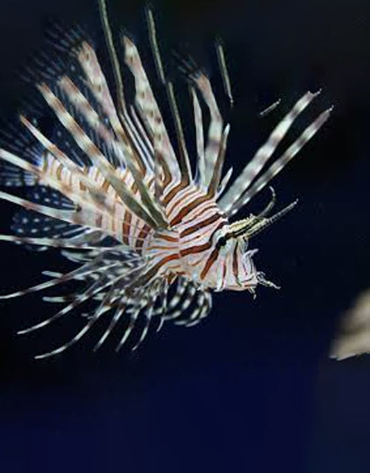 Volitan Lionfish