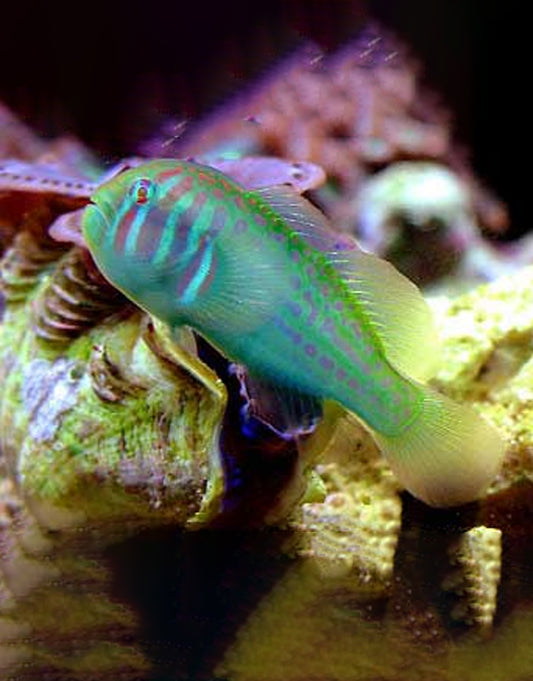 War Paint Citron Goby