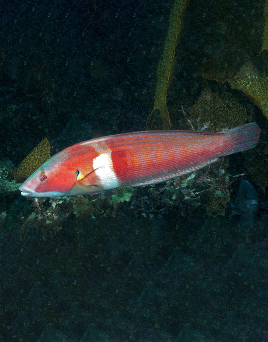 Western King Wrasse