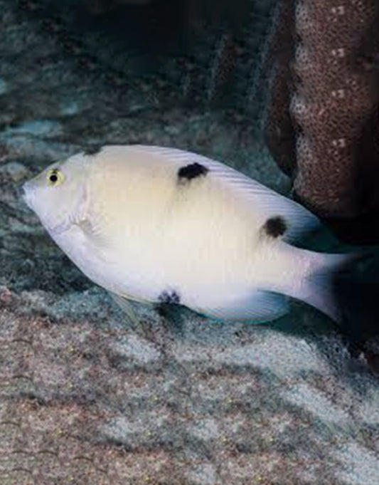 White Damsel
