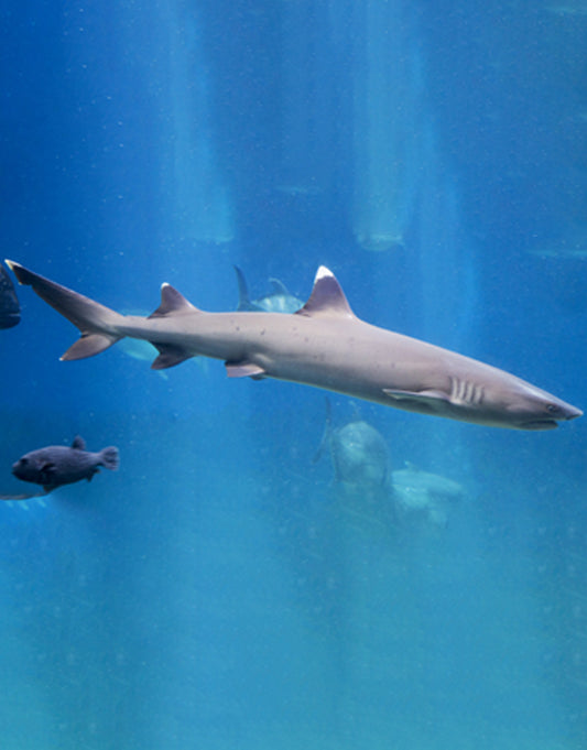 White Tip Reef Shark
