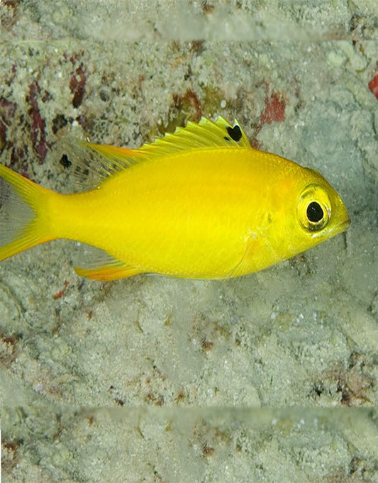 Yellow Scolopsis