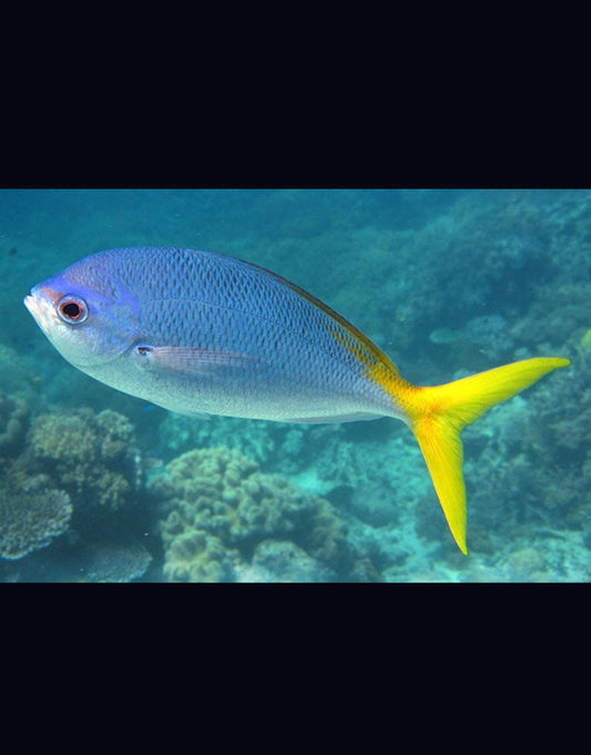 Yellowtail Fusilier
