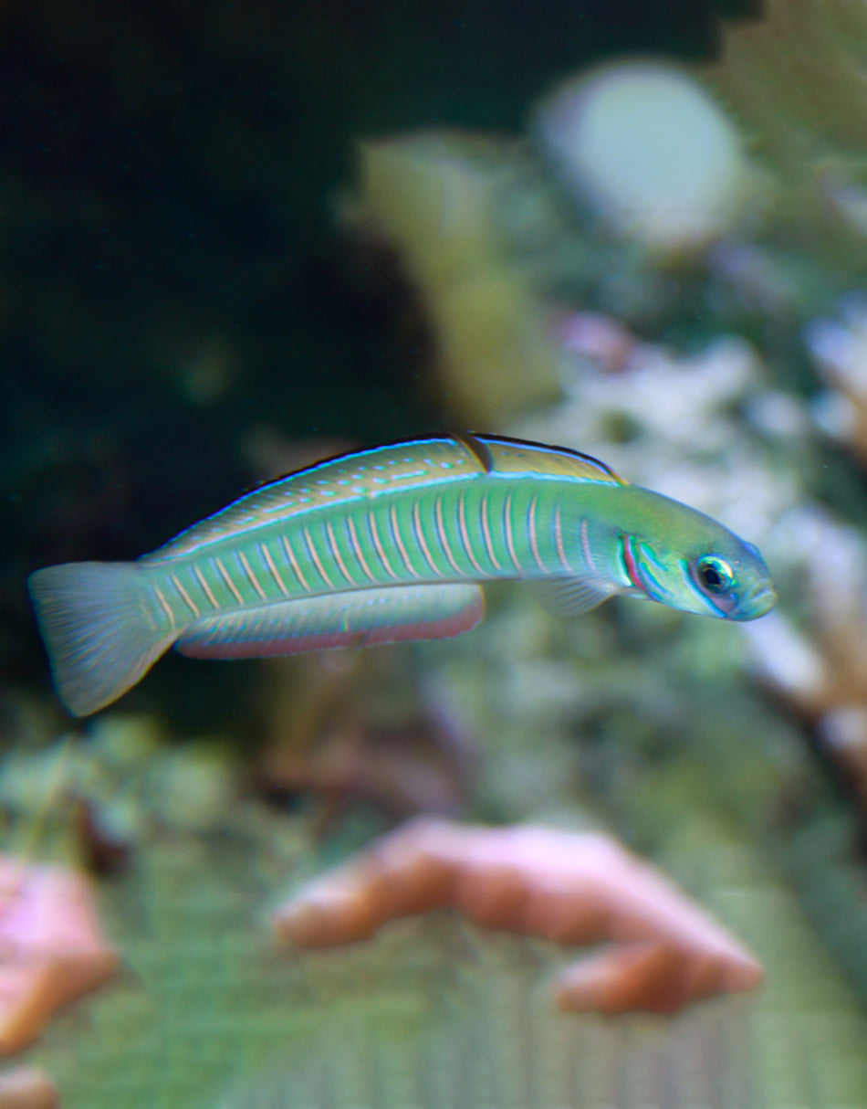 Zebra dart goby